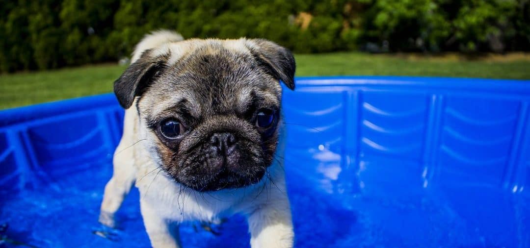 Keep Pets Safe in Summer Weather