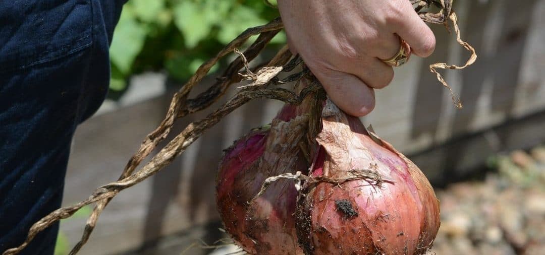 Gardening For Your Health